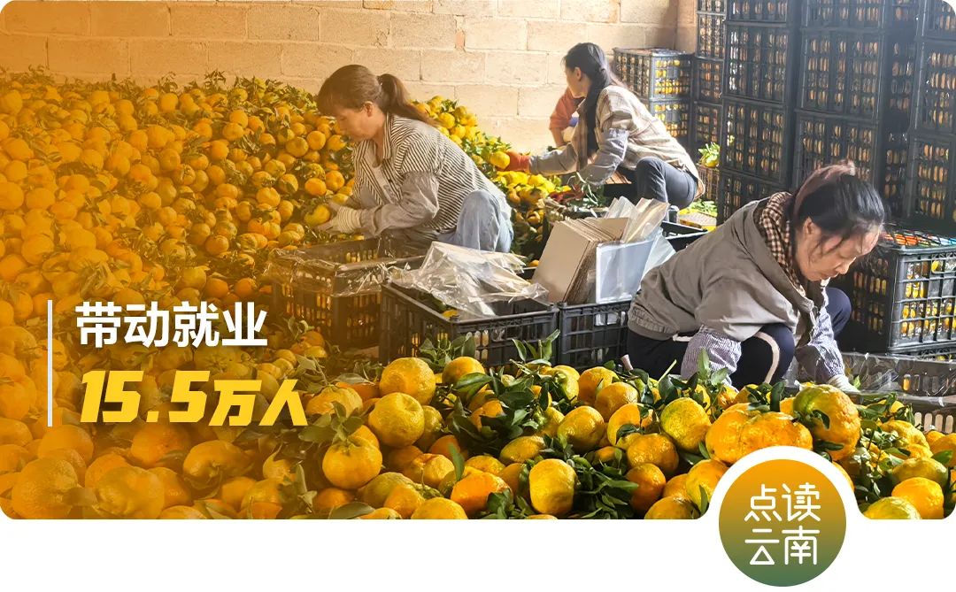 云南报关行
