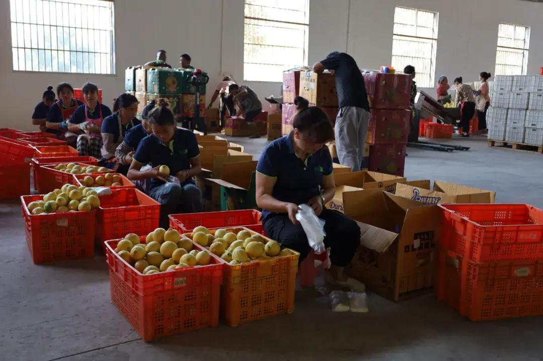 瑞丽报关市场趋势